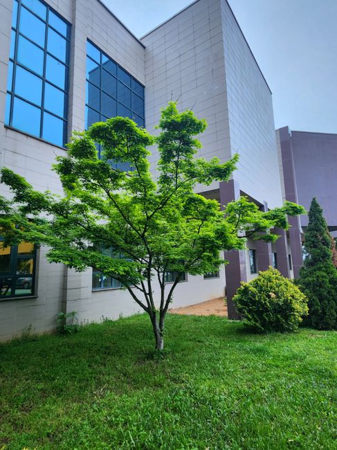 Albero verde rigoglioso di fronte alla facciata di un edificio moderno