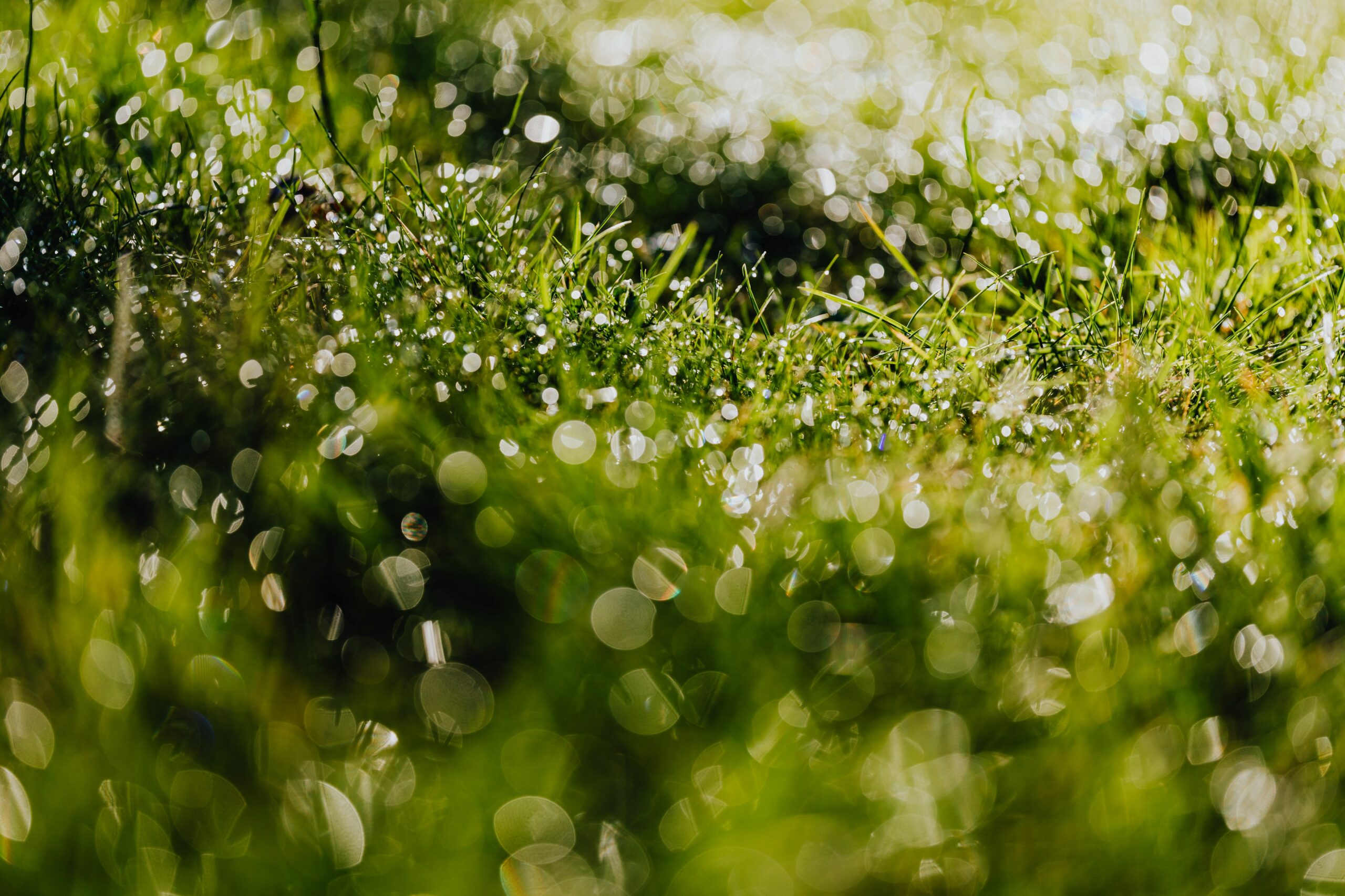 Close-up of wet grass with dew drops glistening in the morning sun.